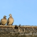 bird_dove_nlem_h_0553_bal3843.jpg